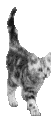 canard.gif (4166 octets)